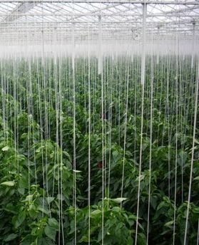 A.M.A. Horticulture Inc. tweet media