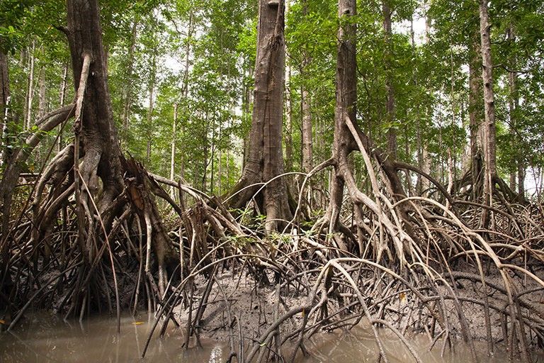 NASAEarth's tweet image. As much as half of the carbon dioxide emissions that result from deforestation and other land-use changes in Southeast Asia could be reduced by saving two kinds of wetlands: peatlands and mangroves. go.nasa.gov/3IhkWkX