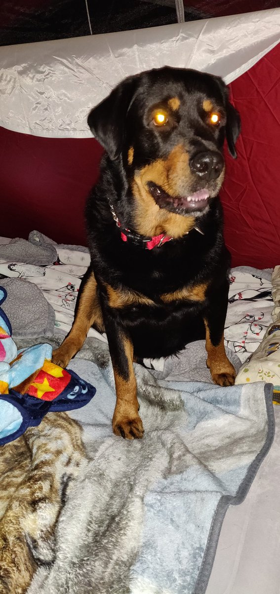 This morning at 10:19 am we lost Gunnar. He was 9 and a half. He was a teddy bear. 😭