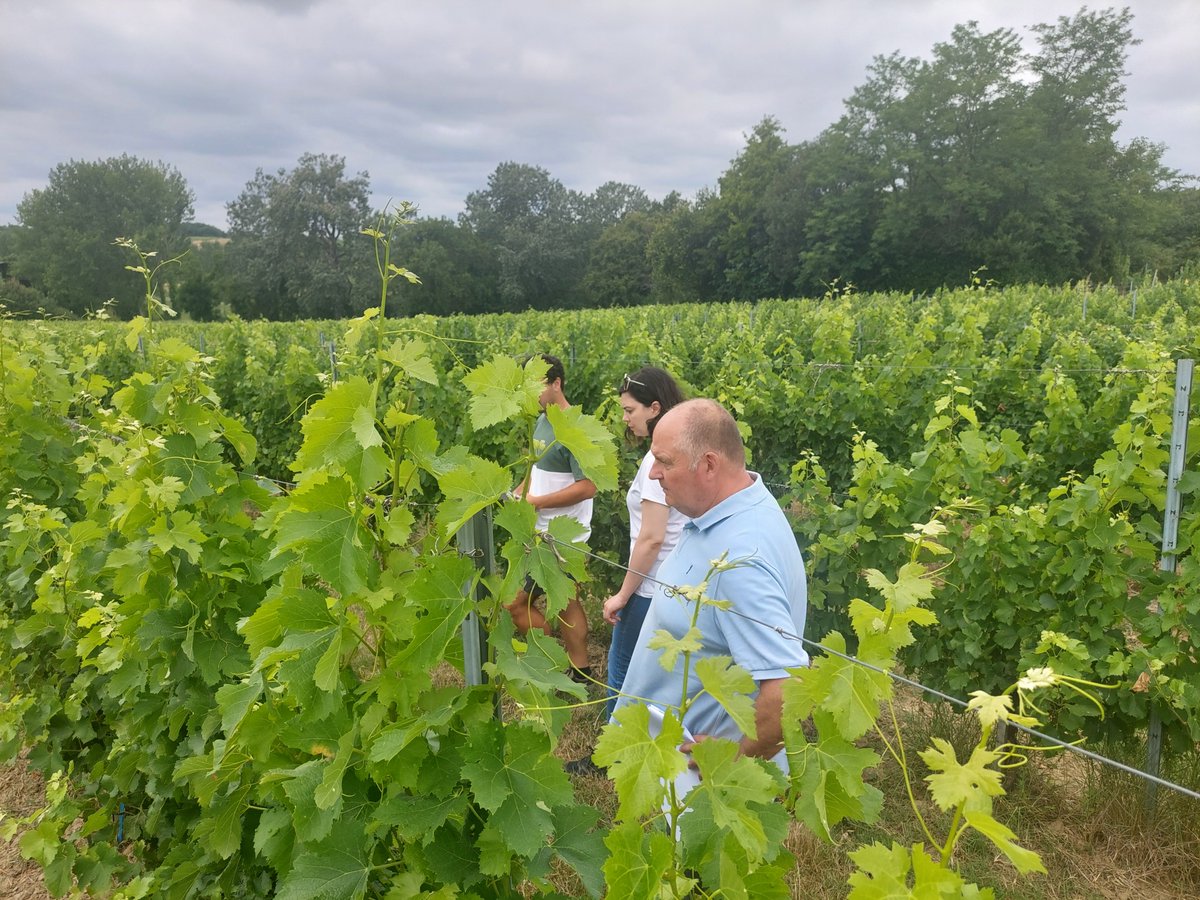 📍 Les équipes d'Amoéba en visite terrain la semaine dernière à Bordeaux pour suivre les essais d’AXPERA contre le mildiou et l’oïdium. 

 ✔️ Très bonne performance observée sur grappes et sur feuilles
 📆 Bilan national prévu en octobre !
