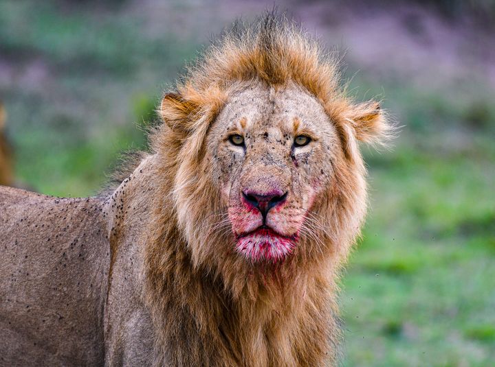 nischie's tweet photo. Art of the Day: "Royal". Buy at: https://t.co/nVvU2LeAdZ https://t.co/hpd1UPypTJ