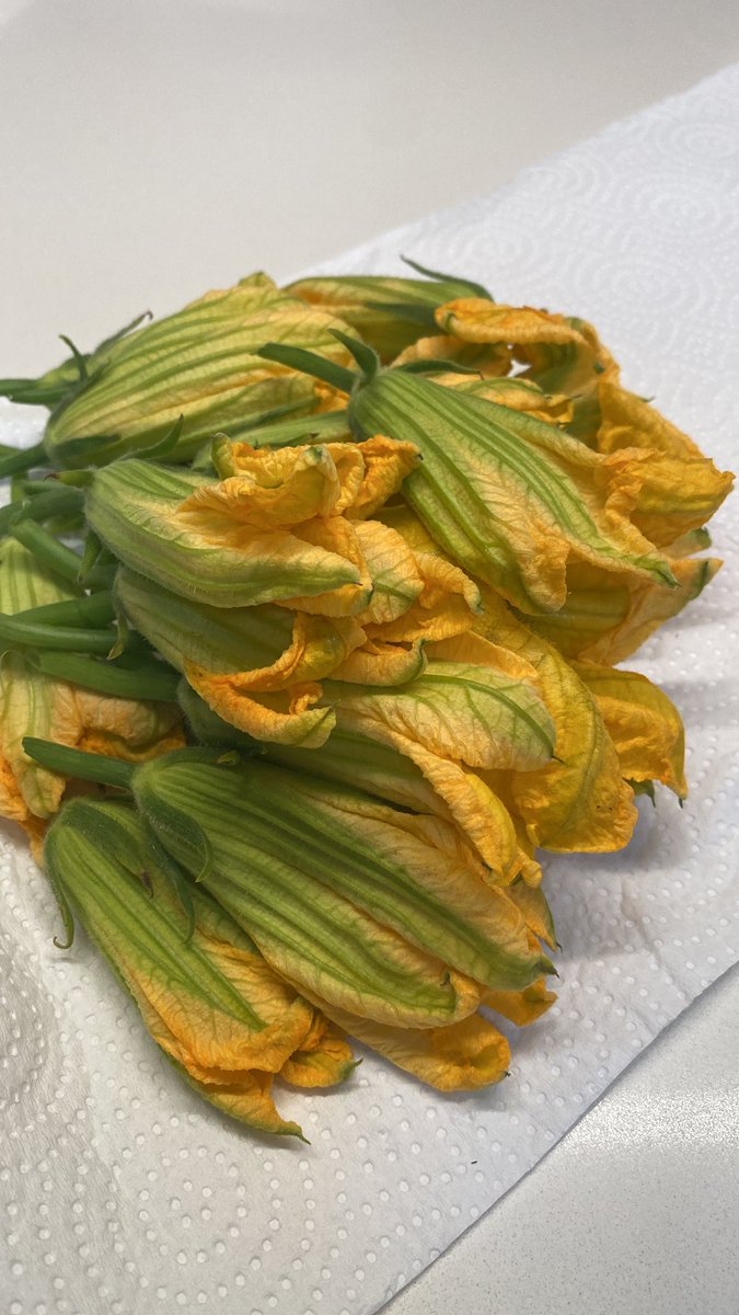 היום
אמא מנסה לעודד אותי בתקופת מבחנים: מביאה לי פרחי קישוא