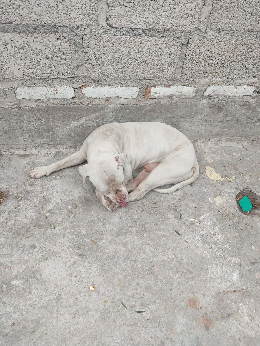 A Mimoso lo usaron como sparring en peleas de perros… lo golpeaban, lo mordían, lo tiraban al suelo una y otra vez. Cuando ya no pudo más, lo dejaron abandonado, malherido, desangrándose… como si su vida no valiera nada…💔😔