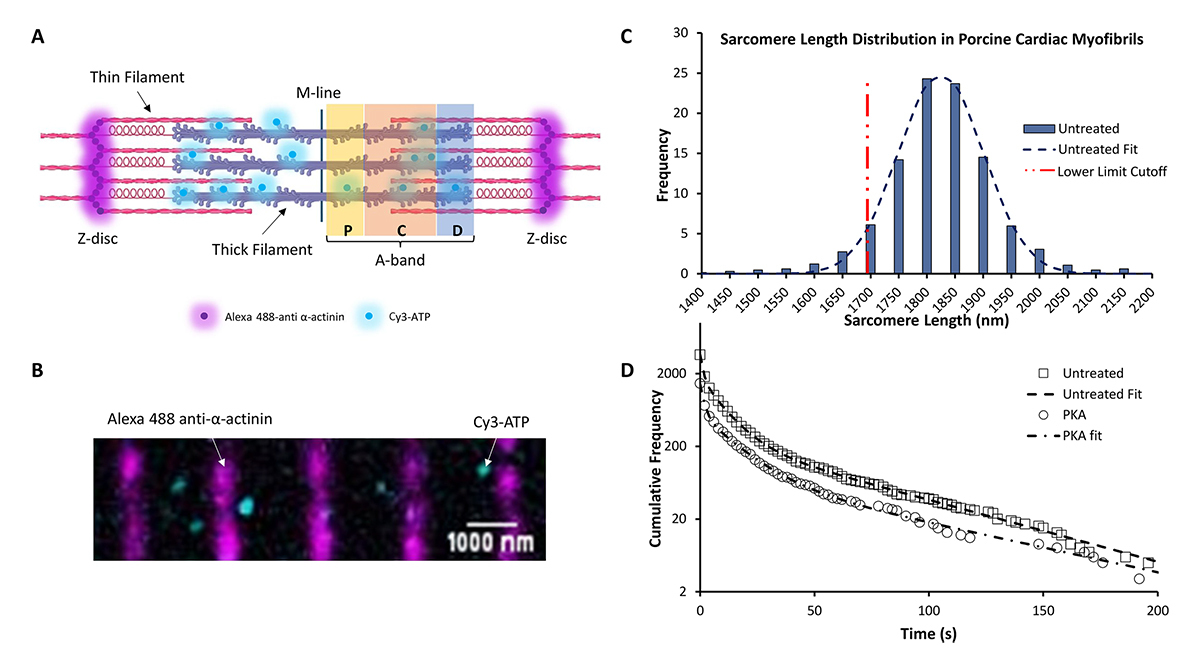 JGenPhysiol's tweet image. Single-molecule imaging provides a high spatial resolution of fluorescent ATP binding to myosin within cardiac myofibrils. Pilagov, Steczina, Naim, Kad et al. @UniKent study PKA phosphorylation and a haploinsufficiency-causing mutation from human tissue. hubs.la/Q03w2M9f0