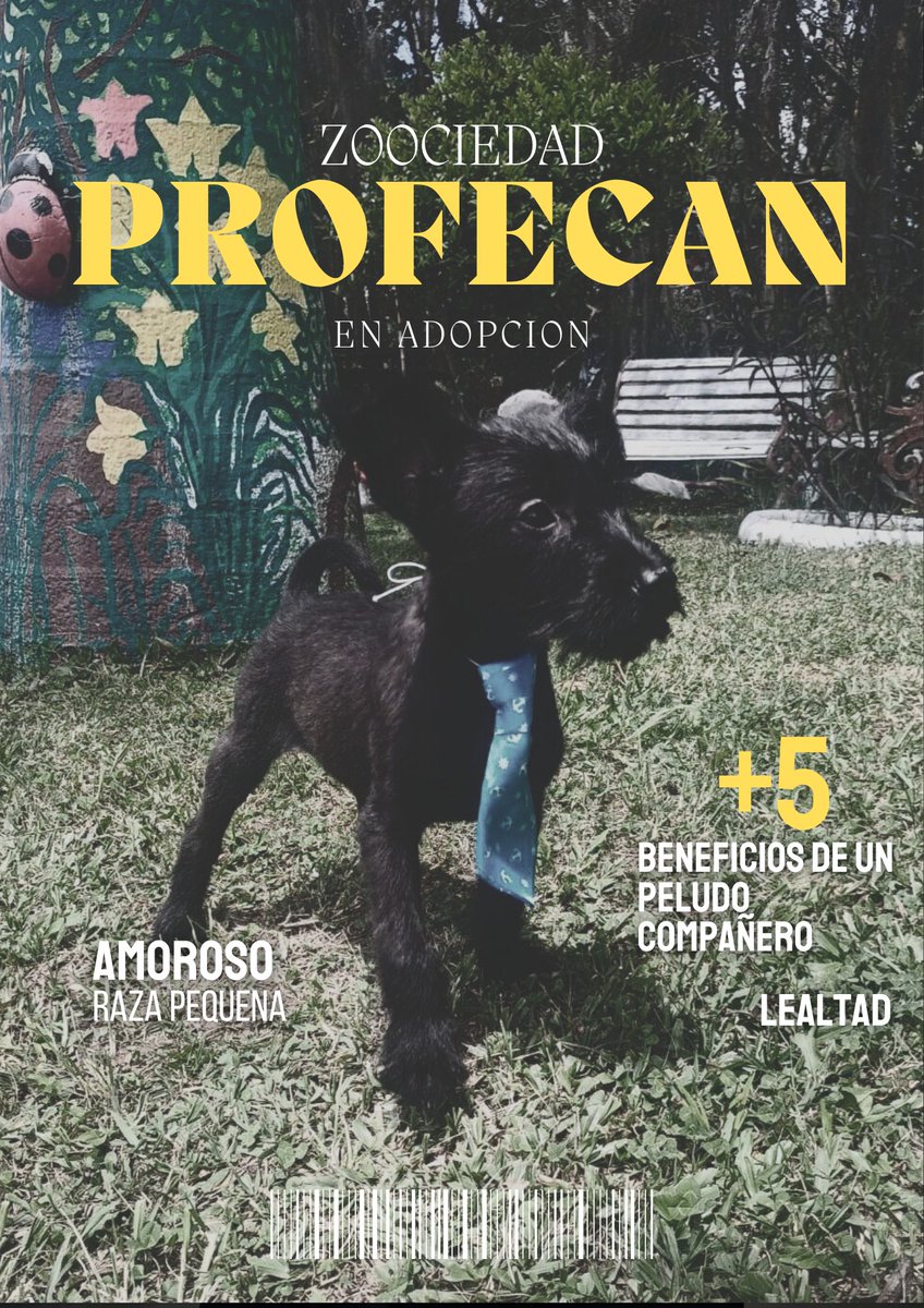 ProfeCAN's tweet photo. Adopción| #Bucaramanga 
ZOOciedad compartimos a solicitud de
Adriana: +57 322 8033722
Directamente con ella. 
#profeCAN #Lideres #ResponsabilidadZOOcial https://t.co/nzpNmsQjyX
