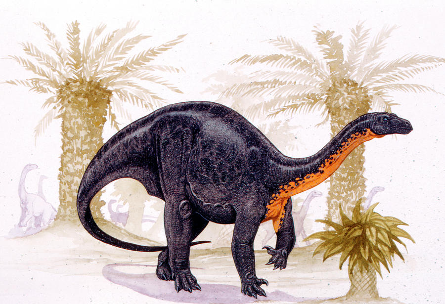 dinonostalgia's tweet image. Blikanasaurus, the lizard from Blikana, is a sauropodomorph dinosaur from the late Triassic of South Africa.
It lived 210 million years ago and could grow to 5 meters in length.