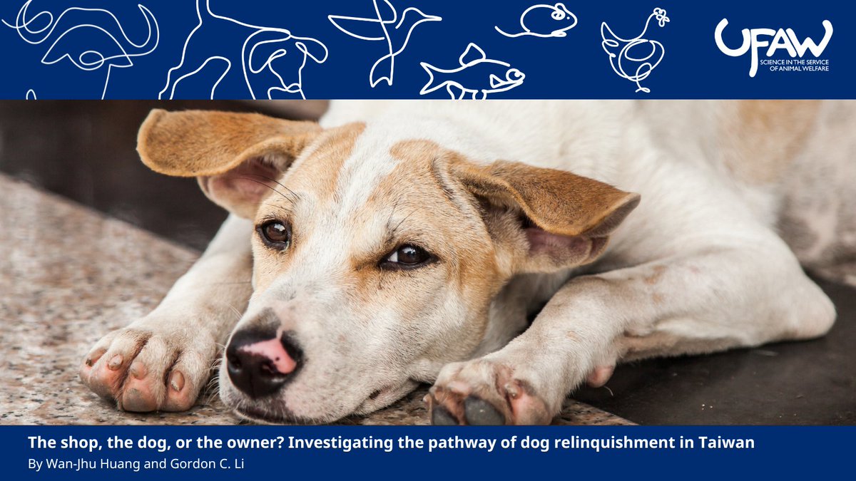 AW_TheJournal's tweet image. π What drives dog relinquishment in Taiwan?
This new study investigates the pathway to relinquishment, examining how acquisition motivation, purchase channels, owner knowledge and experience influence outcomes for dogs.
π Read the full article here: ow.ly/BQM750WlOzz
