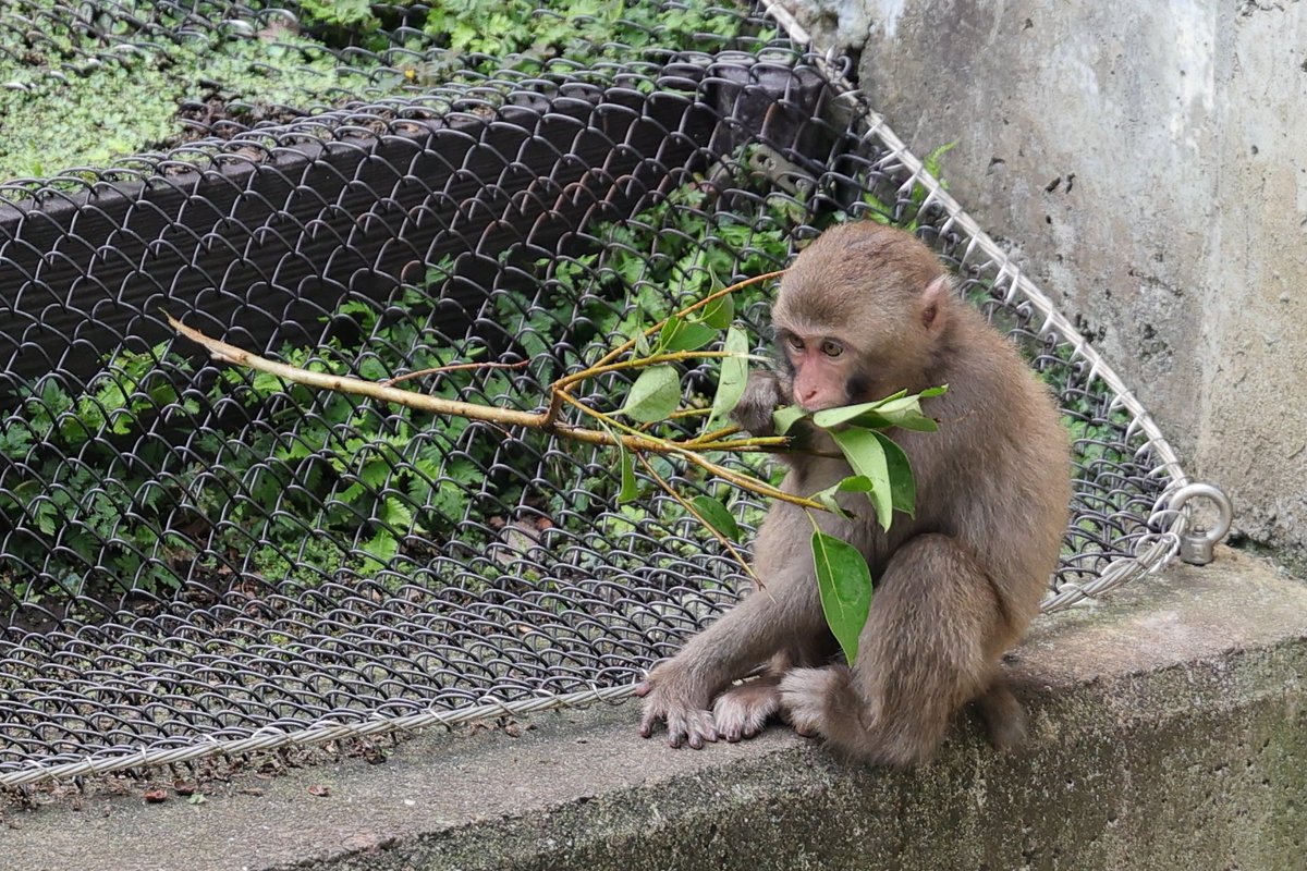 枝葉まつりあるといいね
弱い子たちにも行き渡るくらいわっさわさ葉っぱがついた枝🍃
20250706 sun
#ズーラシア #zoorasia #よこはま動物園
#ニホンザル #フィフィ #japanesemacaque #monkey
1524