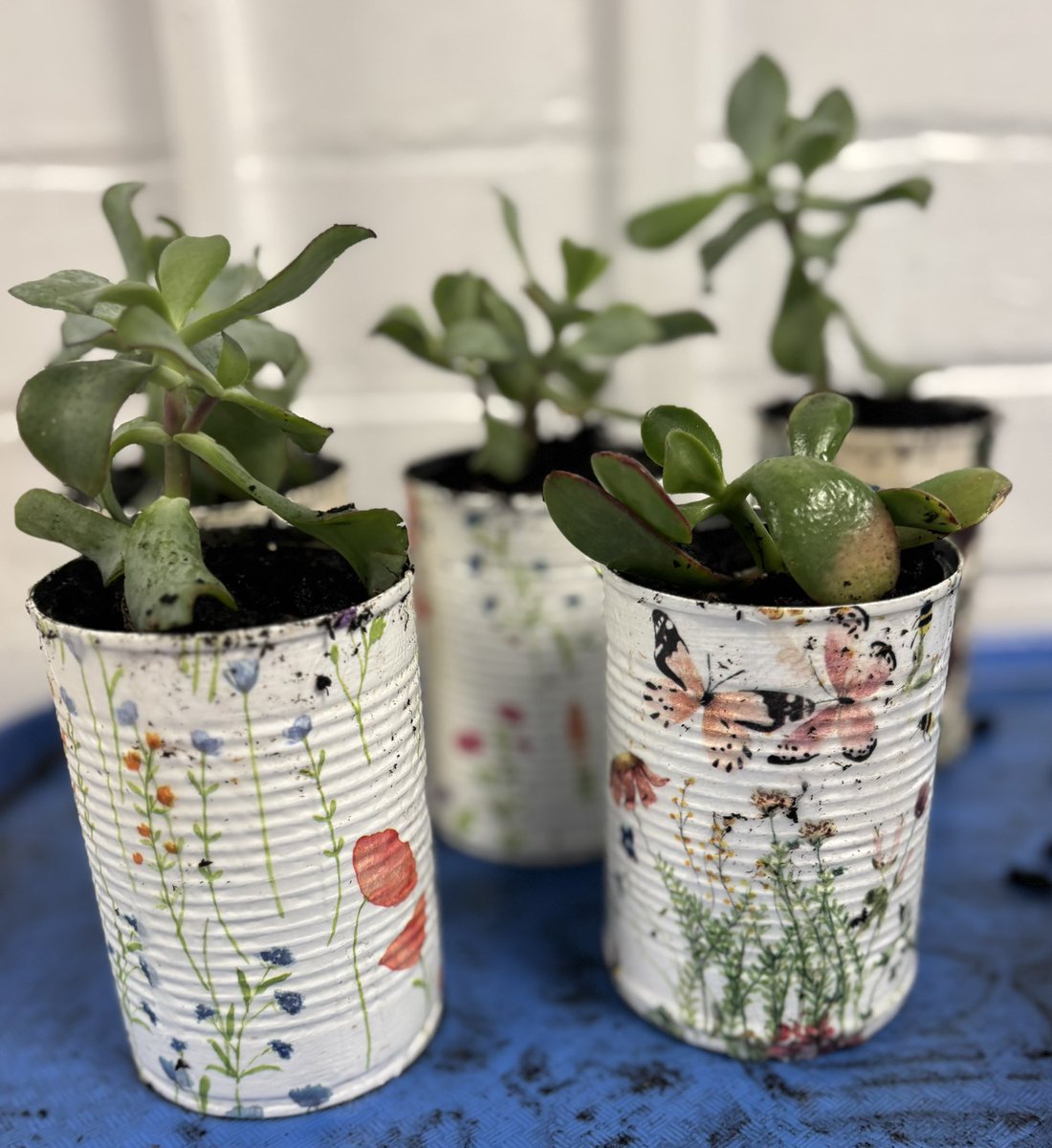 Potting plants in Gardening club tonight.  <a href="/NWATrust/">NWA_Trust</a> #nwatwpaeco
