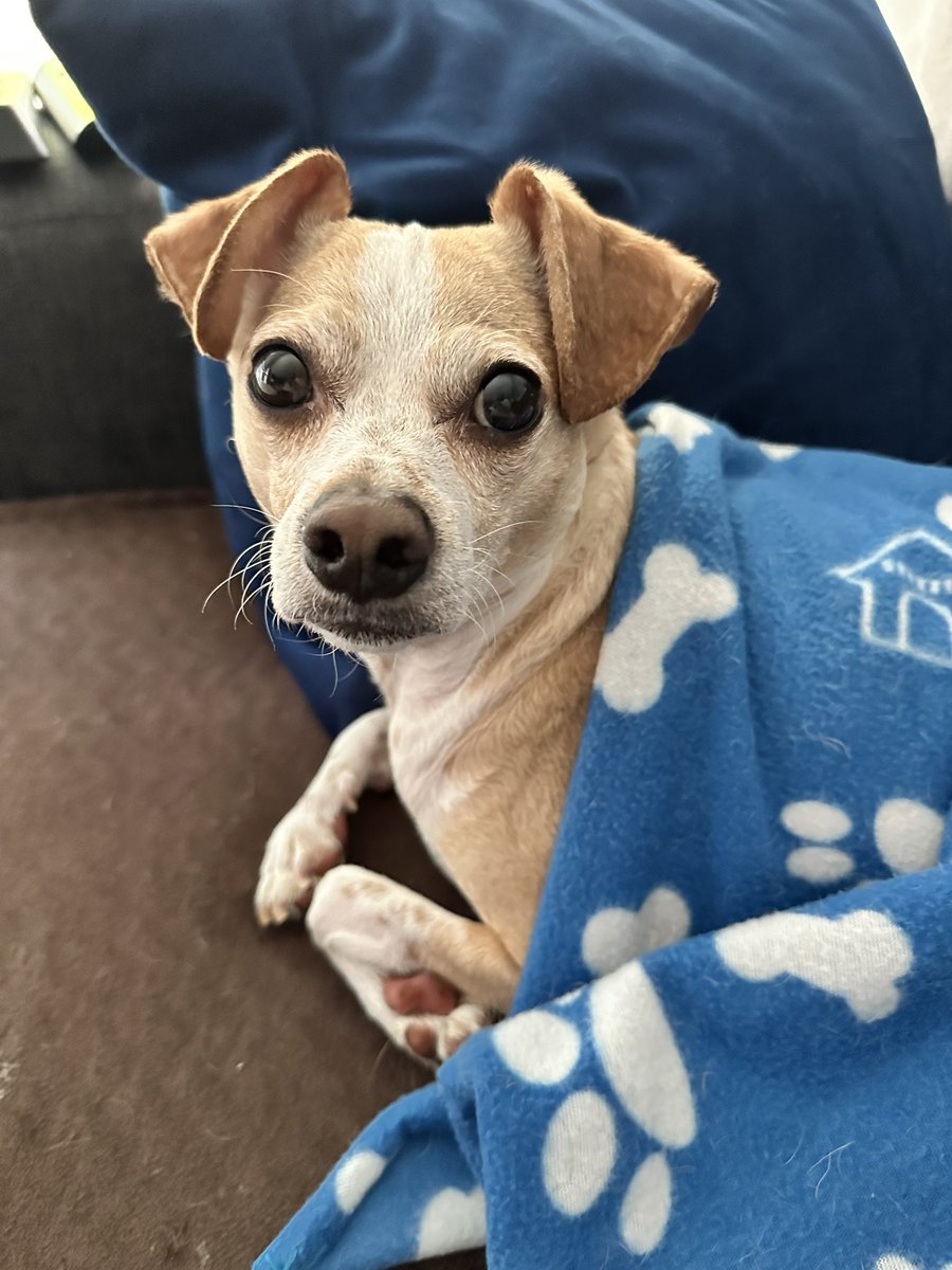 Finnegan π¨π¦Angel Cooperπ and Andria π¨π¦πΆπ (@andie_paws) on Twitter photo <a href="/iaindwelch/">iain welch</a> Hello Mr. Iain! Iβm having a very relaxing and snoozly day while Momma works. Had some very yummy strawberries π at lunch too π <a href="/iaindwelch/">iain welch</a> Hello Mr. Iain! Iβm having a very relaxing and snoozly day while Momma works. Had some very yummy strawberries π at lunch too π