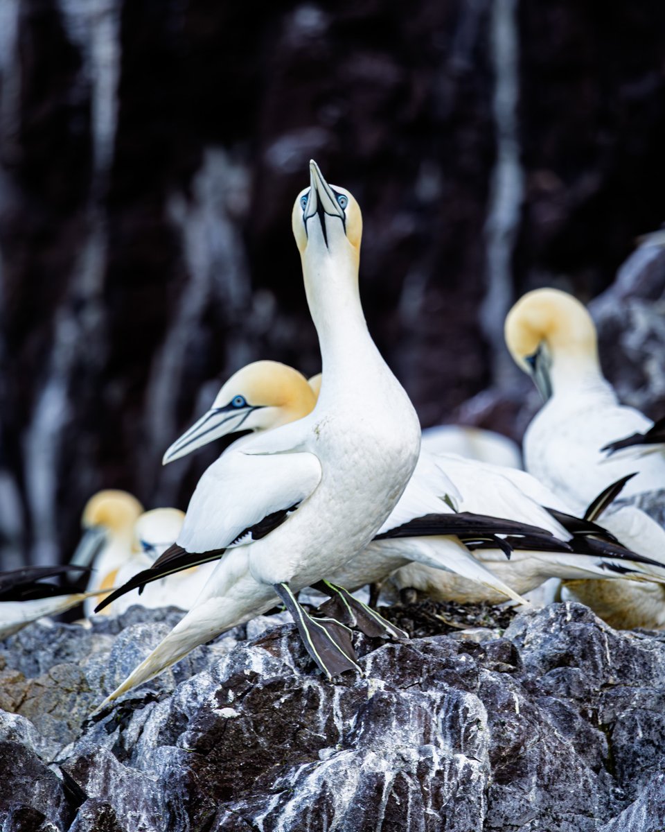 mark_hume's tweet image. A boat trip a few weeks ago around  the islands of Craigleith and the Bass Rock to see the world&apos;s largest colony of Northern Gannets and the odd Puffin,  and Seal.