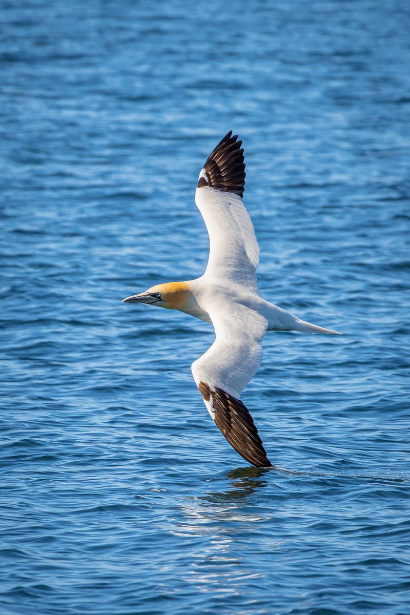 mark_hume's tweet image. A boat trip a few weeks ago around  the islands of Craigleith and the Bass Rock to see the world&apos;s largest colony of Northern Gannets and the odd Puffin,  and Seal.