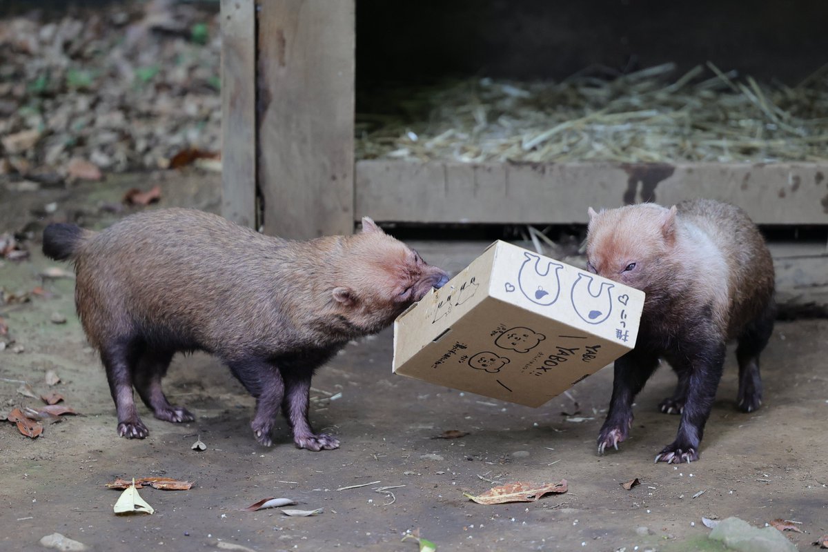 遊びの時間
引っ張りっこ！
20250706 sun
#ズーラシア #zoorasia #よこはま動物園
#ヤブイヌ #カノン #パパマル #bushdog
1161