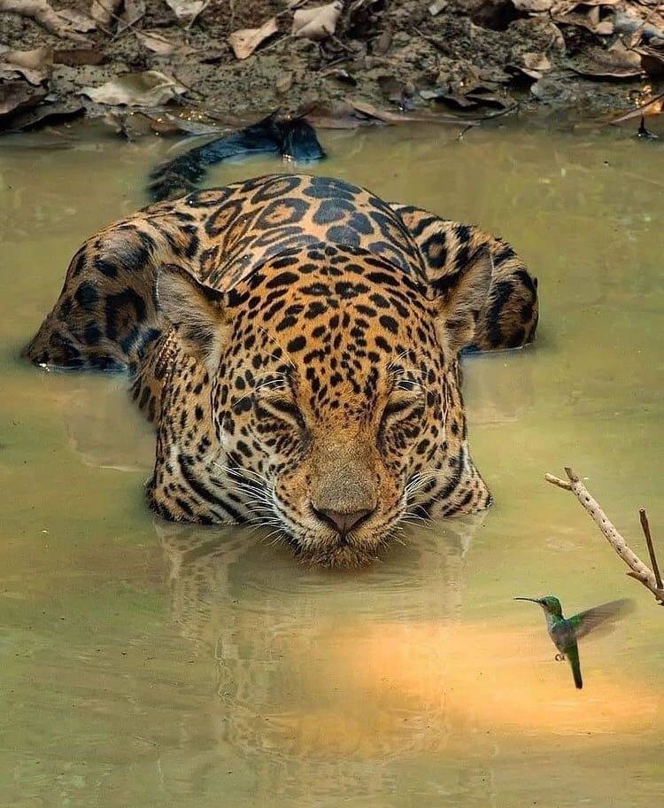Viviane Fernandes ཐི༏ཋྀ tweet media