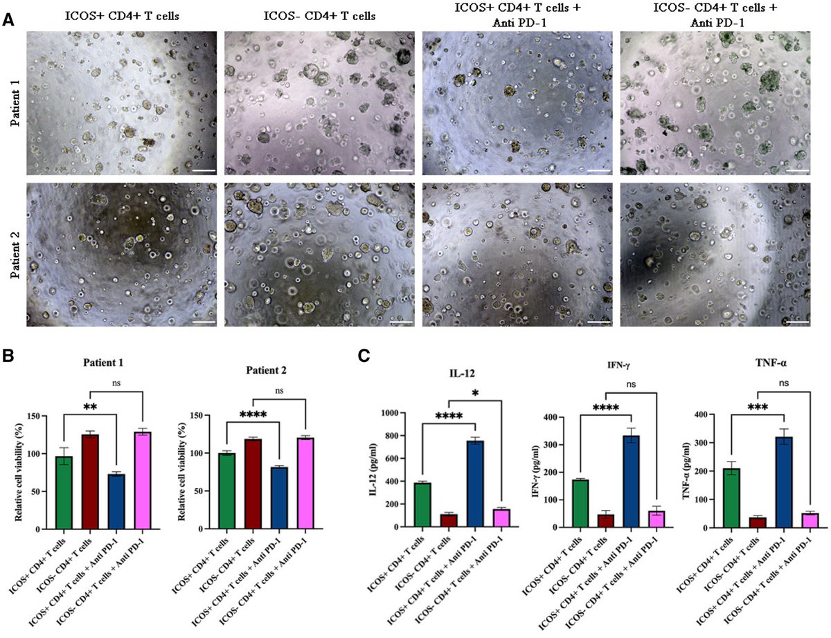 J_Immunol's tweet image. Data revealed that inducible co-stimulator (ICOS) mediates antitumor immunity by promoting the secretion of cancer-suppressive cytokines, suggesting that activation of ICOS may be a potential therapeutic strategy for #colorectalcancer. Read more: ow.ly/vp4e50WlLvu.