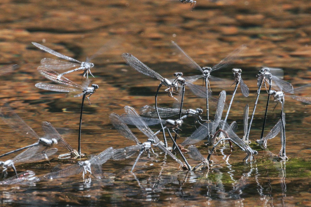 HKPhotoss's tweet photo. A damselfly mating ritual?? #nature #canon #canonphotography https://t.co/yJNyLlObTQ