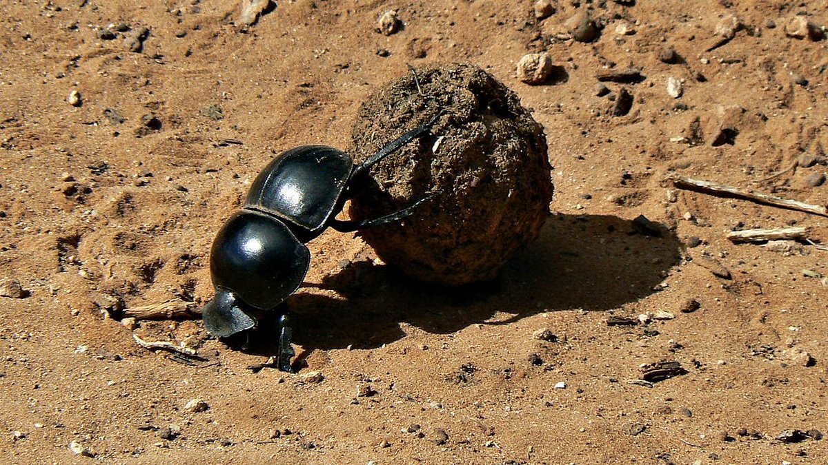 Conservation Corridor tweet media