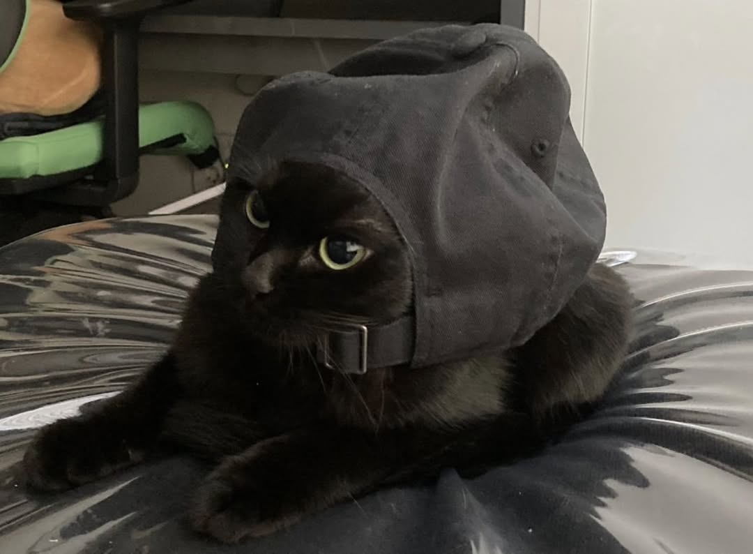 turtle poast