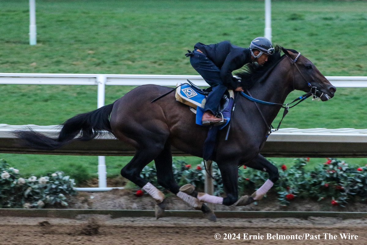 sdhorserace (@sdhorserace) on Twitter photo Full Serrano is back on the worktab. The <a href="/BreedersCup/">Breeders' Cup</a> Dirt Mile winner worked 2-furlongs in 24.6 at <a href="/santaanitapark/">Santa Anita Park</a> Monday for trainer John Sadler. 1/2. The Argentine-bred has been laid up through the first half of this year with an unspecified injury
📸 <a href="/ErnieBPhoto93/">Ernie Belmonte</a> Full Serrano is back on the worktab. The <a href="/BreedersCup/">Breeders' Cup</a> Dirt Mile winner worked 2-furlongs in 24.6 at <a href="/santaanitapark/">Santa Anita Park</a> Monday for trainer John Sadler. 1/2. The Argentine-bred has been laid up through the first half of this year with an unspecified injury
📸 <a href="/ErnieBPhoto93/">Ernie Belmonte</a>