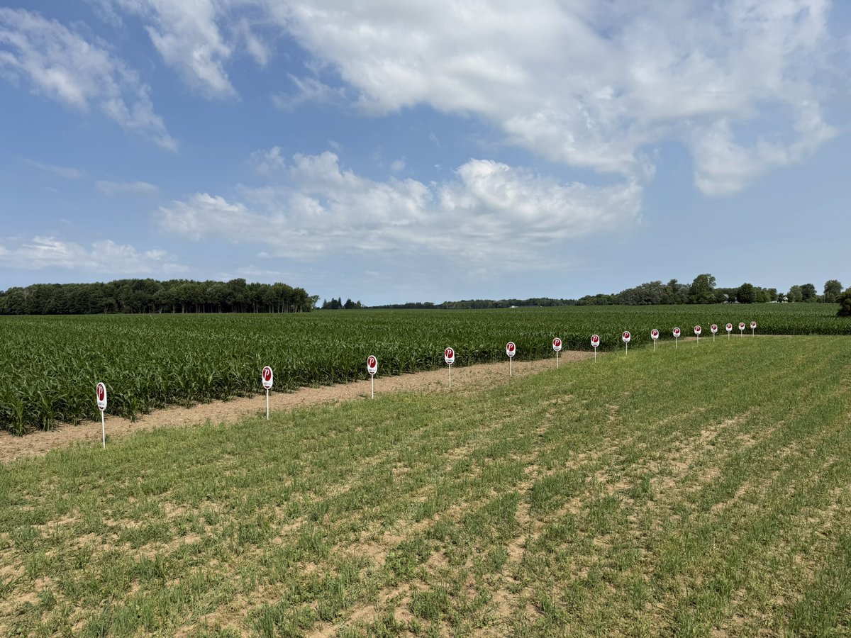 ScottStandeaven's tweet photo. @PRIDESeeds plot north of Rannoch now signed! Some notable progressions of the hybrids in this field! @hitchingpost19 #PRIDEinMyField https://t.co/tv8WBbaZzu