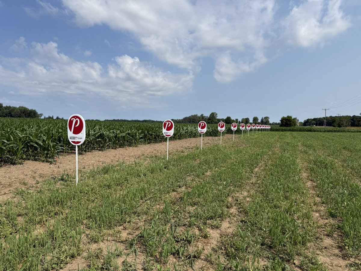 ScottStandeaven's tweet photo. @PRIDESeeds plot north of Rannoch now signed! Some notable progressions of the hybrids in this field! @hitchingpost19 #PRIDEinMyField https://t.co/tv8WBbaZzu