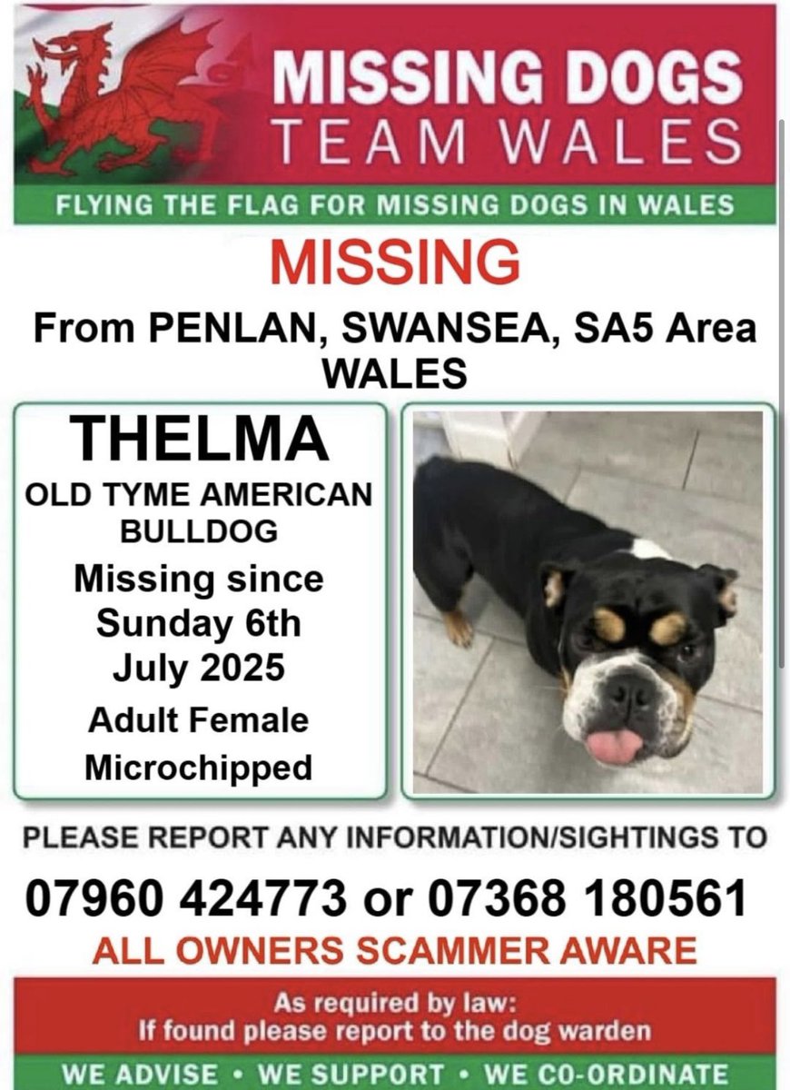 ‼️#THELMA IS #MISSING FROM #PENLAN AREA #SWANSEA #SA5 #WALES 
SINCE SUNDAY NIGHT 6TH JULY 
🔻
THELMA IS 💥MICROCHIPPED 💥
IF SEEN PLEASE CALL EITHER NUMBERS ON THIS POSTER ASAP
 ⬇️⬇️