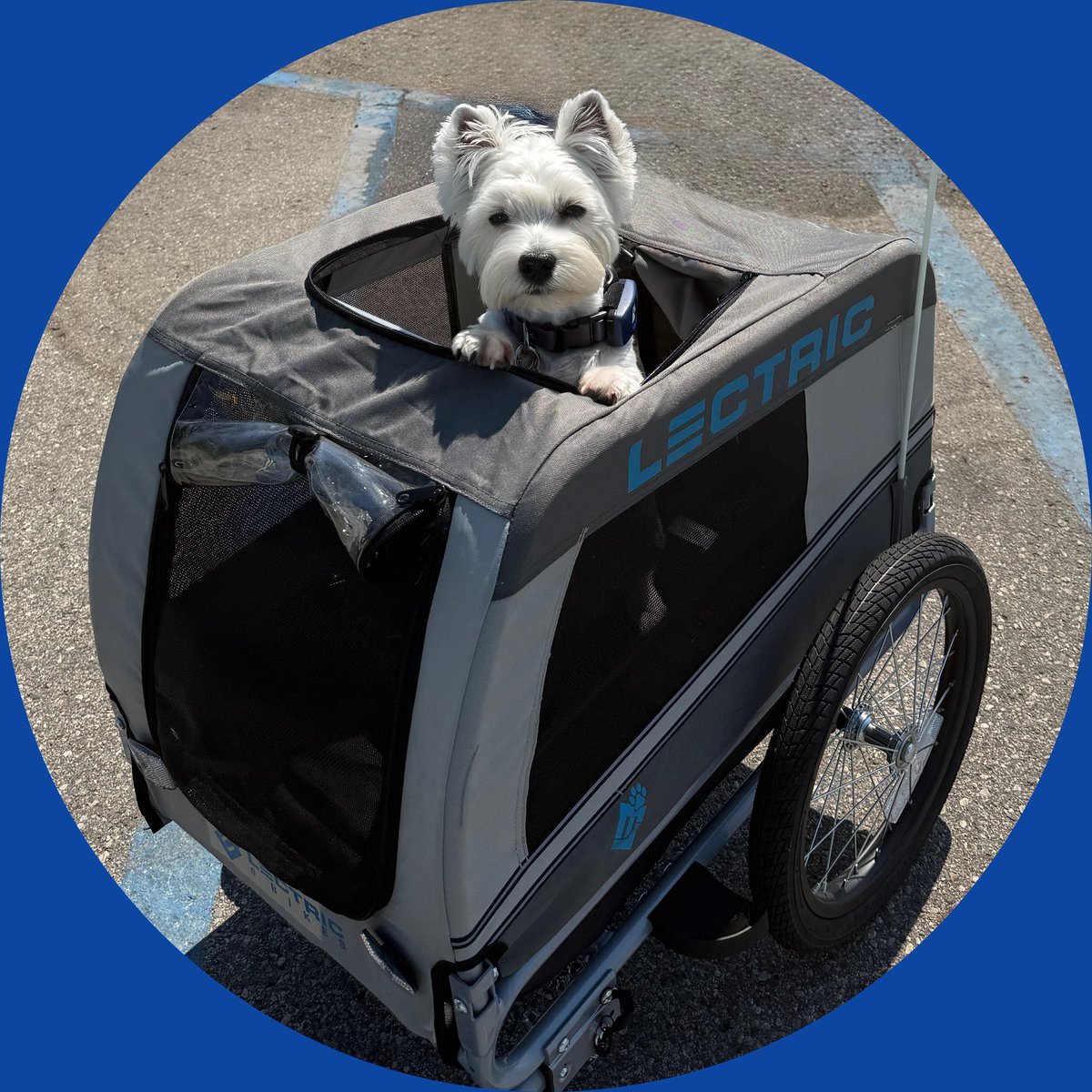 🐶 In my mobile capsule of zombie doom, RaaAAA! 👊🏼 🧟‍♂️ #ZSHQ