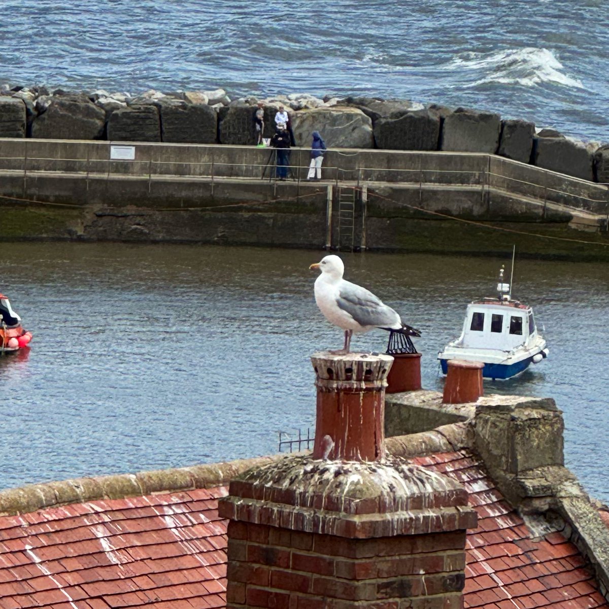 olive_blacklab's tweet image. We spotted this chap and several of his pals in Staithes today @DavidWilding271 We always think of you ! 💜💙