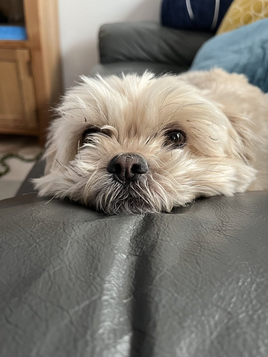 NewmanElly's tweet photo. @THEJamesWhale missed you on Friday’s show so just wanted to say I hope you’re as ok as you can be! Alfie sends his love 💙
Lots of love to you and Lady Whale xx https://t.co/RpP3kbdRMZ
