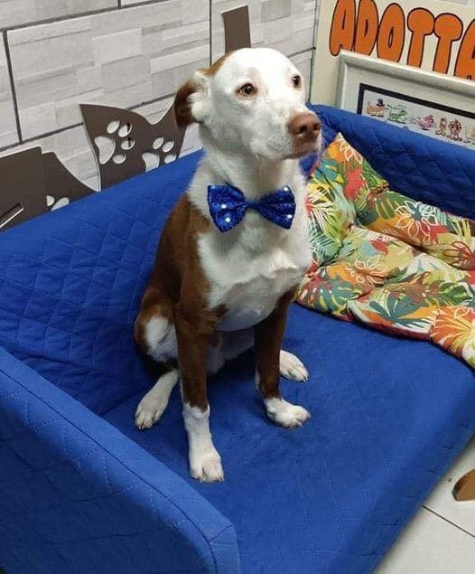 DogLovers03's tweet photo. "Today my friend took me to a shelter and told me that our child is waiting for us to go home! We opened the door and saw this child like this!!!!!!! Those eyes of anticipation I will never forget!! ! It's as if he's been waiting for us! I'm writing to you and crying! My wish for this year is for the shelters to be emptied... That's all!"
Thank you for being inspiring! 🙏❤️