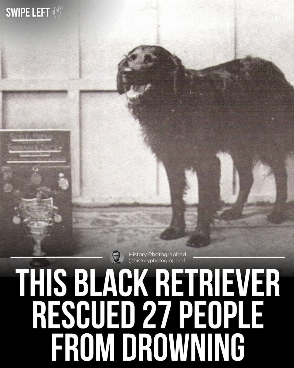 HistoryInPics's tweet image. In the 1930s, Swansea Jack, a black retriever, became a Welsh legend by rescuing 27 people from drowning. Awarded "Dog of the Century," his bravery led to Swansea locals being nicknamed "Jacks." His statue still stands as a tribute to this heroic pup.