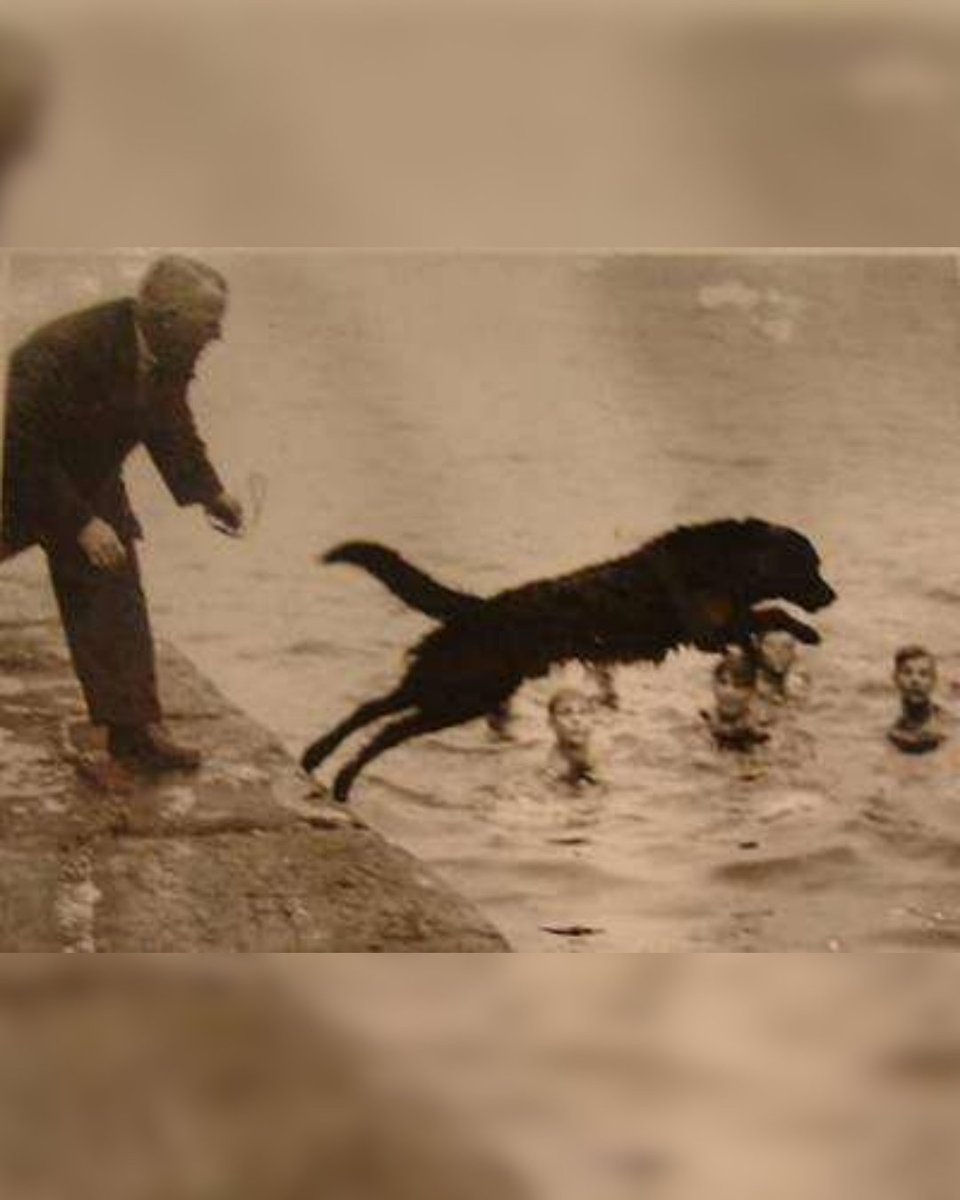 HistoryInPics's tweet image. In the 1930s, Swansea Jack, a black retriever, became a Welsh legend by rescuing 27 people from drowning. Awarded "Dog of the Century," his bravery led to Swansea locals being nicknamed "Jacks." His statue still stands as a tribute to this heroic pup.
