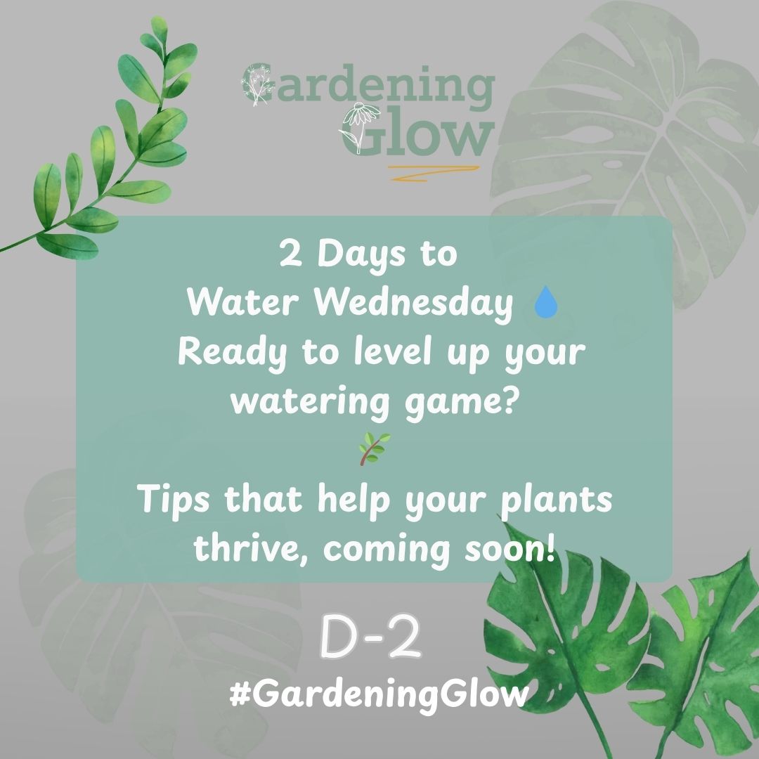 GardeningGlow's tweet image. 💧 Water Wednesday is coming…
👀 Stay tuned this Wednesday!
#WaterWednesday #GardeningGlow #GreenRoutine #CountdownToGrowth