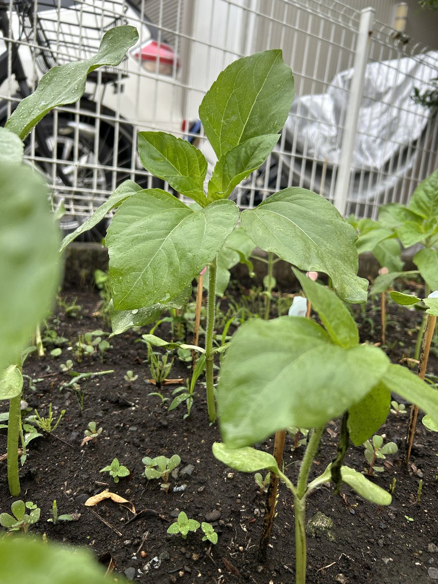 ひまわりの芽🌱大きくなってきました！本当に毎日よく育って楽しみです。