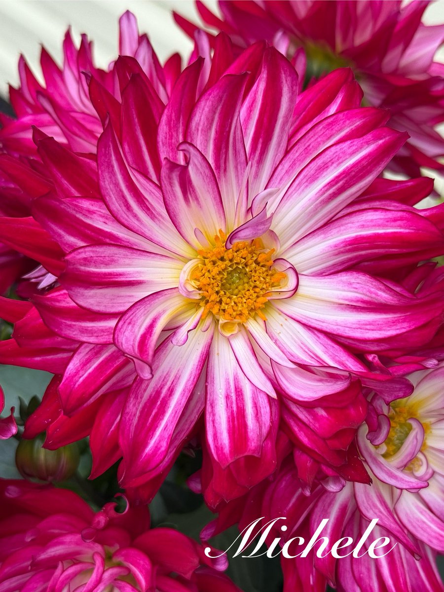 gingerartist1's tweet image. Happy Monday! Have a great dayβ¦be safe! πΈπ©·π #MagentaMonday #flowers #GardeningX #GardeningTwitter #gardening #garden #MyGarden #FlowersOnX #flowerphotography #NatureBeauty #flowersonmonday #Dahlia #flowersmakemehappy