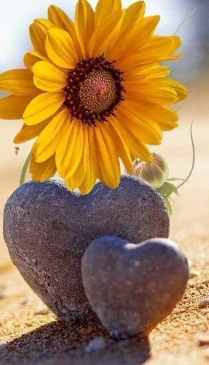 rmandoVersos's tweet photo. Un girasol ha brotado
donde no nacen las hiedras
en corazones de piedras
que se enternecen al lado;
Girasol que te has atado
a pulidos corazones
no hay dureza porque pones
a rimar la poesía
y son su alma y la mía
que se llenan de emociones.
#DecimasDelAlma 
#CubaEsAmor ❤️ https://t.co/K5saz1e57G