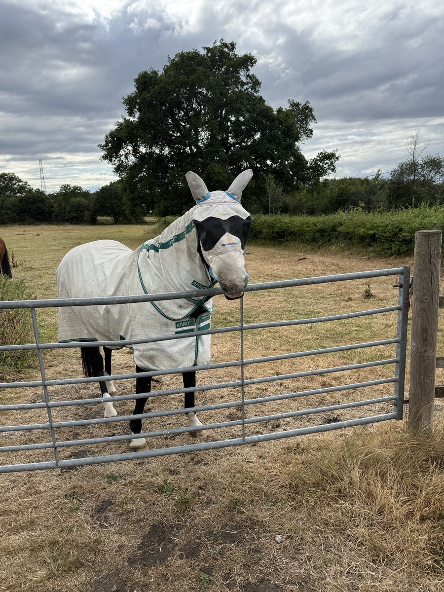 Hi dad no flys on me 😊