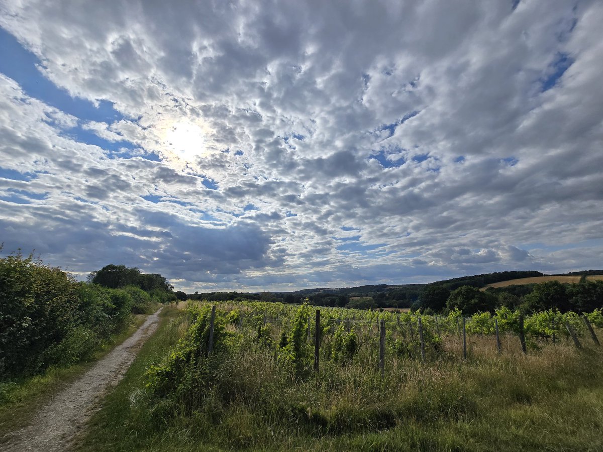 JlpRoger's tweet image. Lovely sky over #Lamberhurst vineyard #tunbridgewells