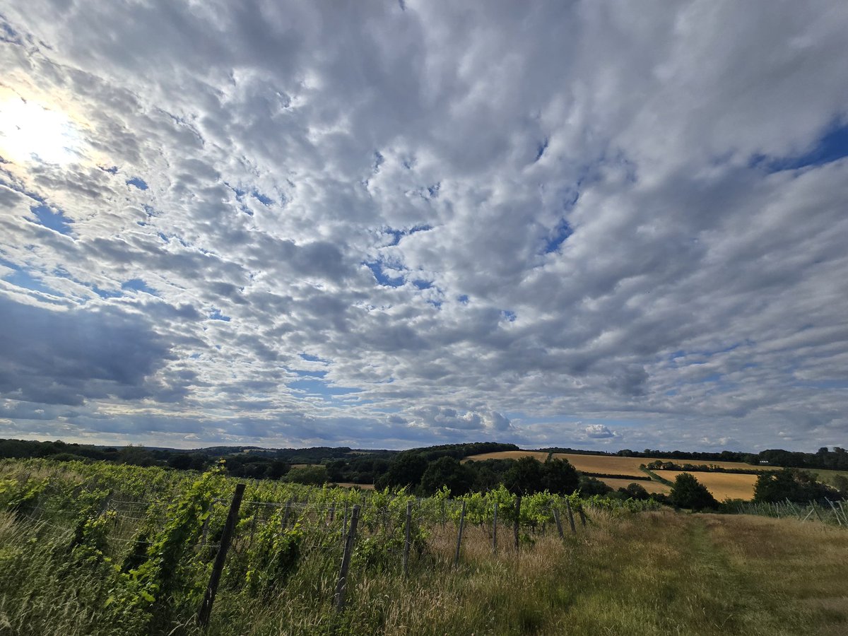 JlpRoger's tweet image. Lovely sky over #Lamberhurst vineyard #tunbridgewells