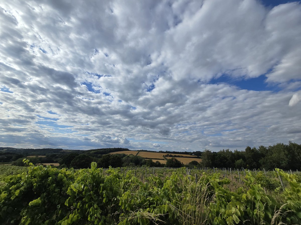 JlpRoger's tweet image. Lovely sky over #Lamberhurst vineyard #tunbridgewells