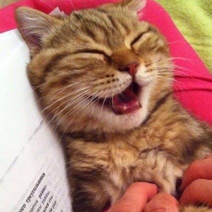 kittenstappn's tweet image. 