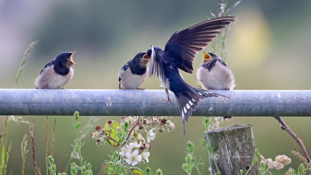 Feeding time for the Swallow fledglings, Ballycotton.