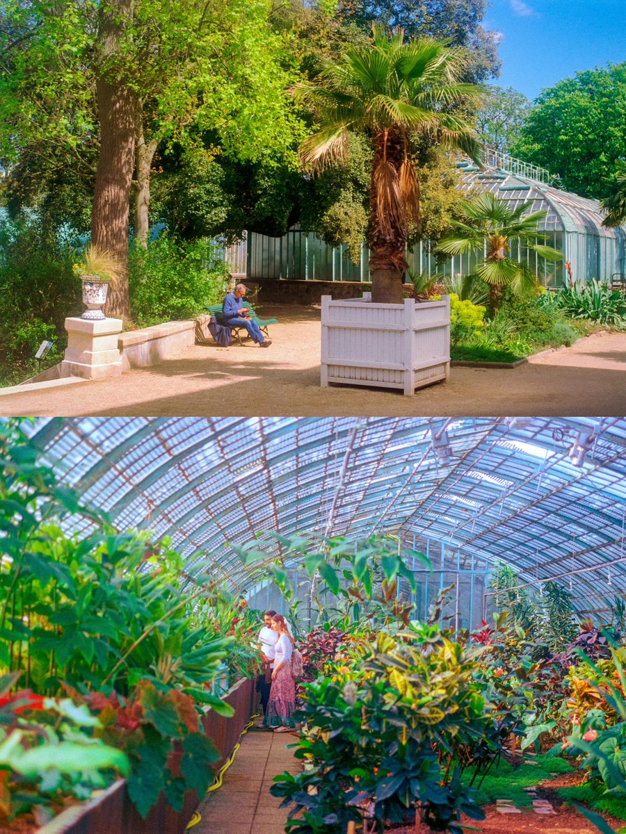 maximevisticot's tweet image. J’ai photographié le jardin des Serres à Paris sur film argentique 🎞️🪴