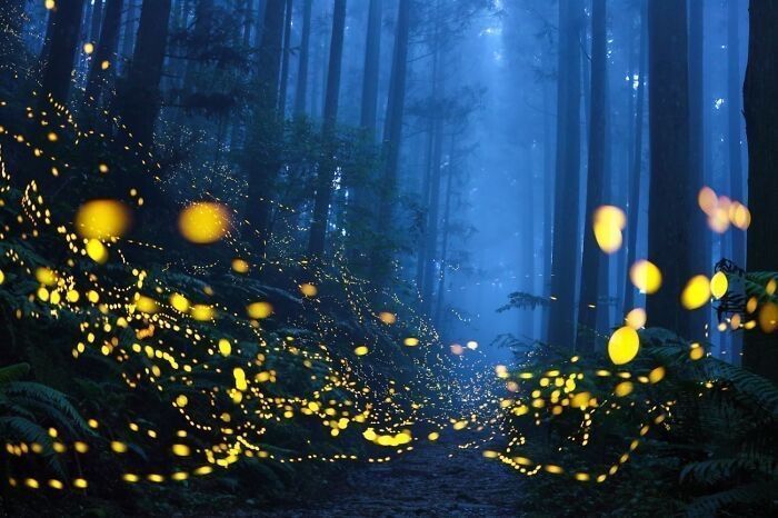 WriterJoMalby's tweet image. night sky settles
softly on the grass
fireflies

~ Elisa Bobbiesi, @wildolivewrites // #Photography: ‘Green Light Forest’ by Shirley Wung #vssnature #3lines #haiku