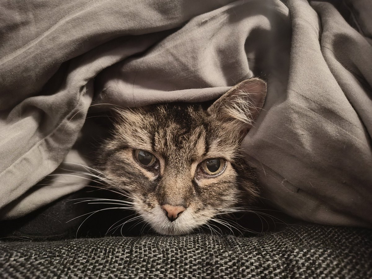 Thomas Lindseth - NADA (@thomasnordicada) on Twitter photo Today I had to say goodbye to my best friend, my cat Nikki. My heart is completely shattered. The house already feels way too quiet and empty. I keep thinking I hear her little paws on the floor or waiting for her to come bother me for attention or food.
She was the absolute Today I had to say goodbye to my best friend, my cat Nikki. My heart is completely shattered. The house already feels way too quiet and empty. I keep thinking I hear her little paws on the floor or waiting for her to come bother me for attention or food.
She was the absolute