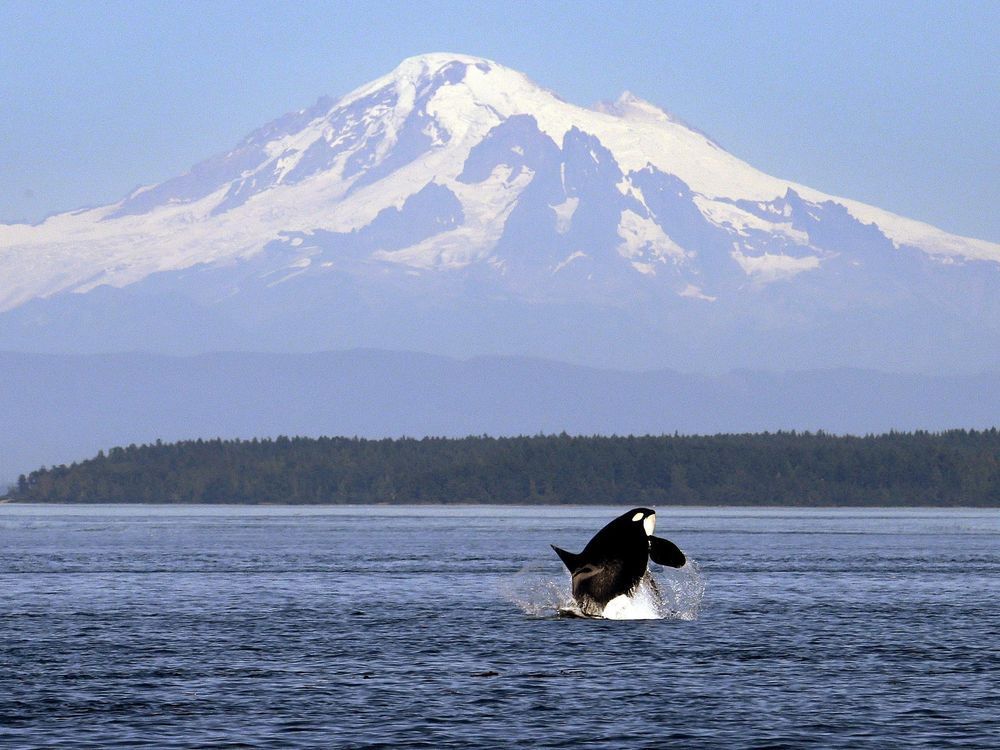 A world first: Researchers announce plan to save B.C.'s endangered southern resident orcas vancouversun.com/news/researche…