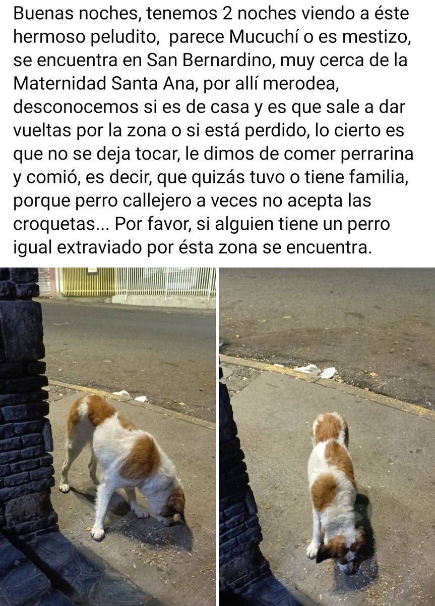 Reportan a este pequeño que se presume está EXTRAVIADO, San Bernardino Caracas