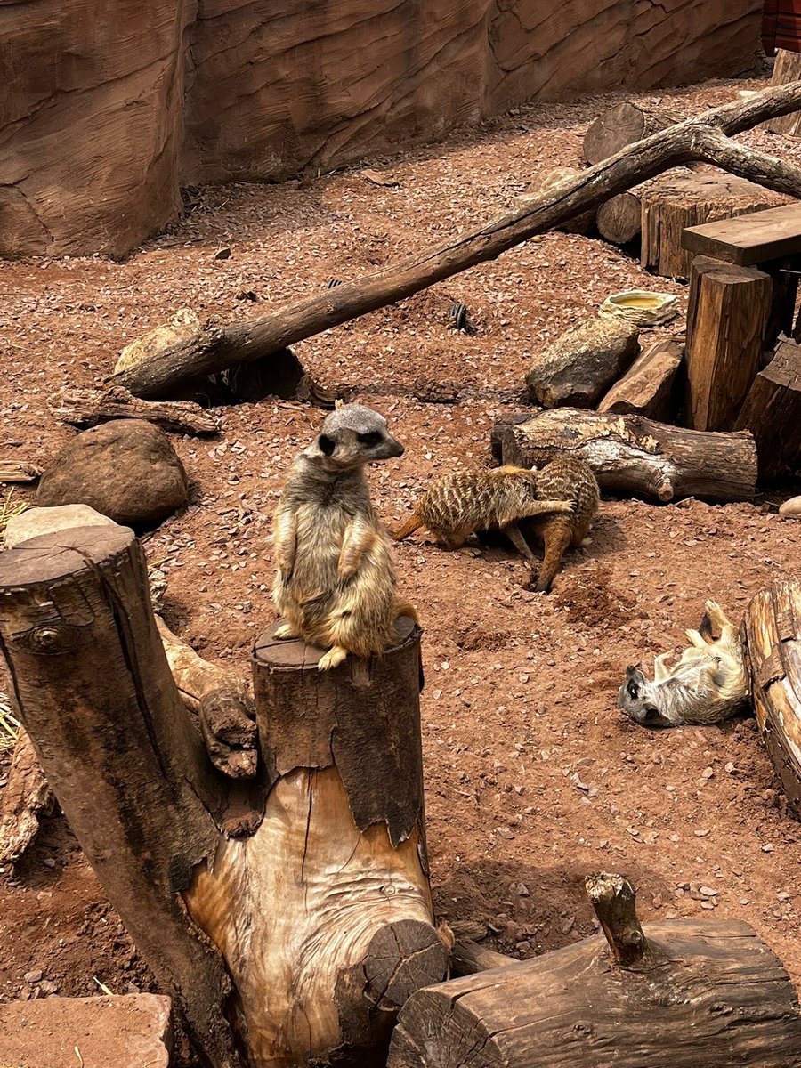 🧐✨ TRIVIA TIME!
These curious little creatures are full of surprises...

❓How many toes does a meerkat have on each front foot?
A) 2
B) 4
C) 5
D) 6

They may be small, but they’re built for desert survival! 🐾☀️
Comment your answer below! 👇

#ExoticZoo #MeerkatTrivia