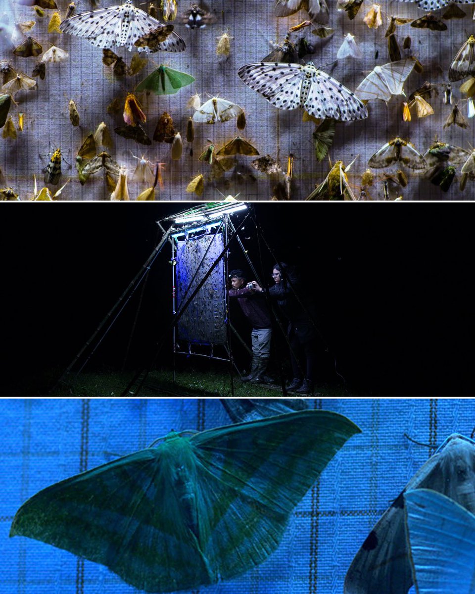 dceff_org's tweet image. July 17 at 5pm, join us for a “moth-nificent” night out at the Patuxent Wildlife Refuge in Laurel, MD and a screening of 2025 DCEFF Selection NOCTURNES. Click here for more info on this free program: tinyurl.com/3jj7nxuf