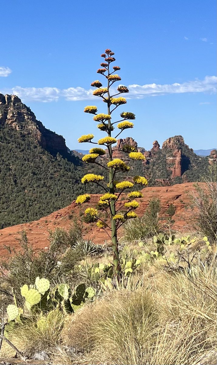 📍Hangover Trail in Sedona 🏜️ What a great time this was! 
I haven’t posted much on here, but I’m still “out there” exploring! 😂 This was a fun double black diamond trail, and we saw some Century plants blooming! 🤩 I hope everyone had a great holiday weekend! 😊🎉